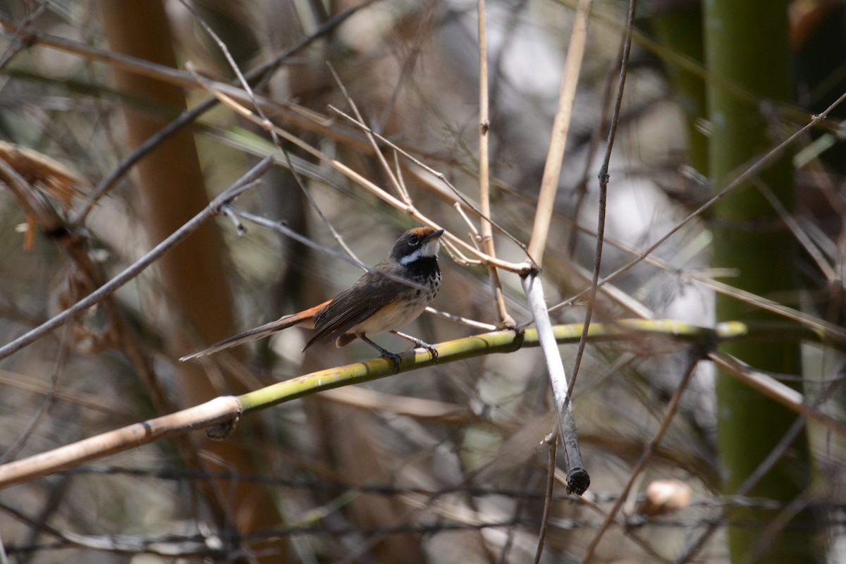 Arafura Fantail - ML633118748