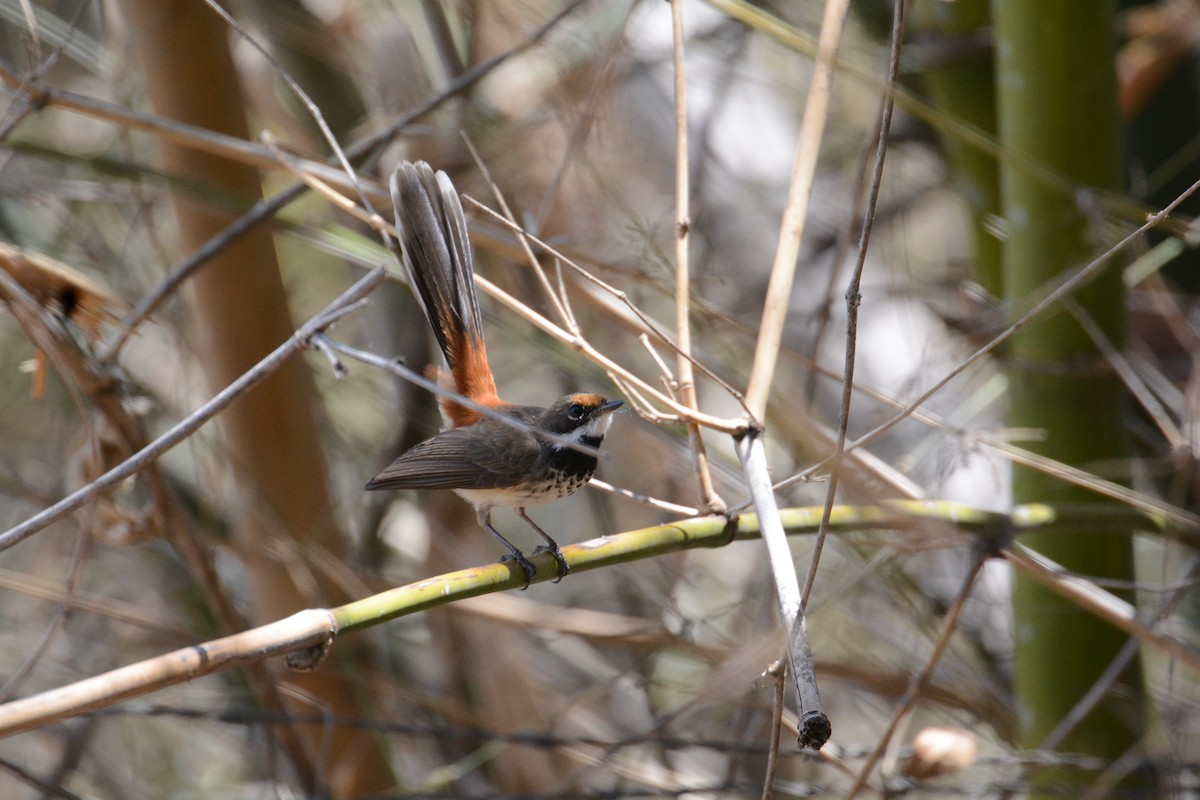 Arafura Fantail - ML633118749