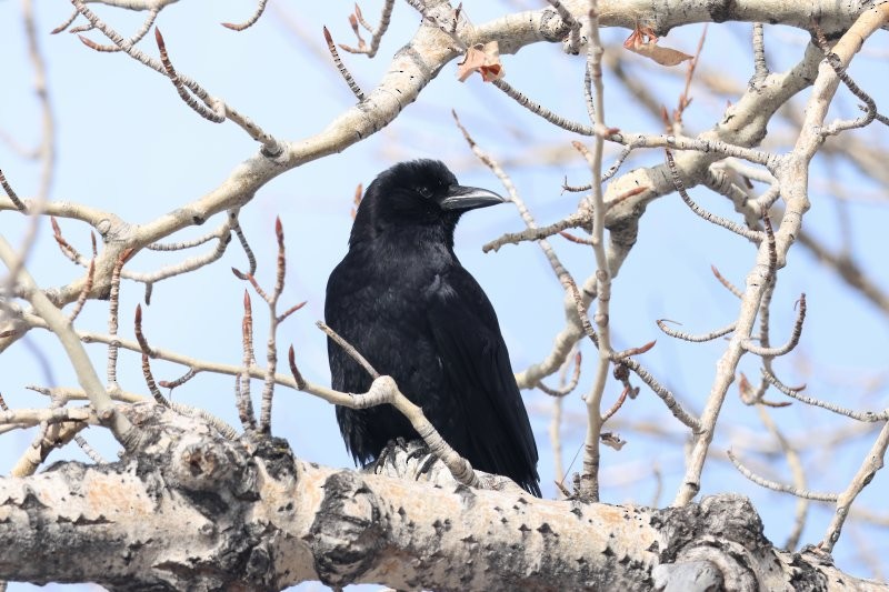 American Crow - ML633118801