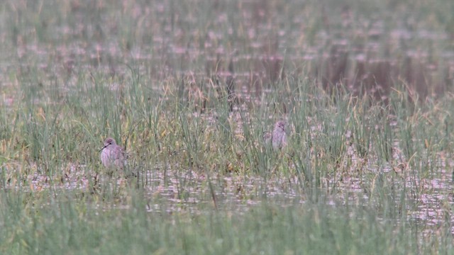 Lesser Yellowlegs - ML633118805