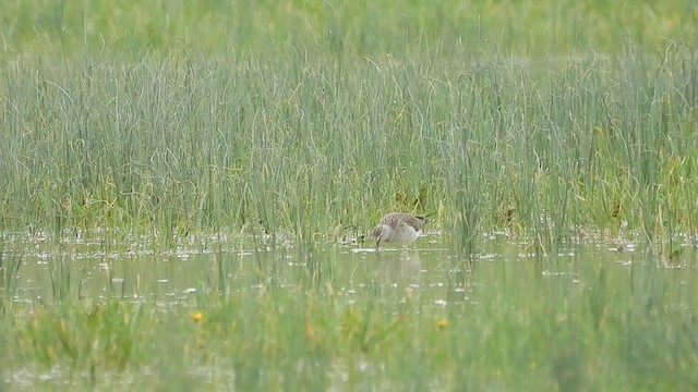 Lesser Yellowlegs - ML633118808