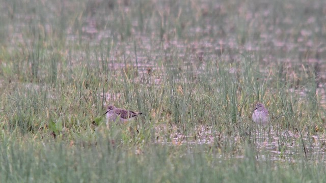 Lesser Yellowlegs - ML633118809