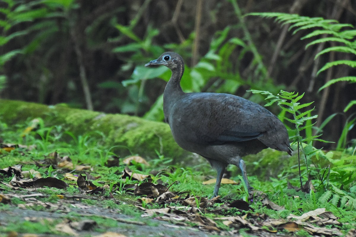 Solitary Tinamou - ML633118911