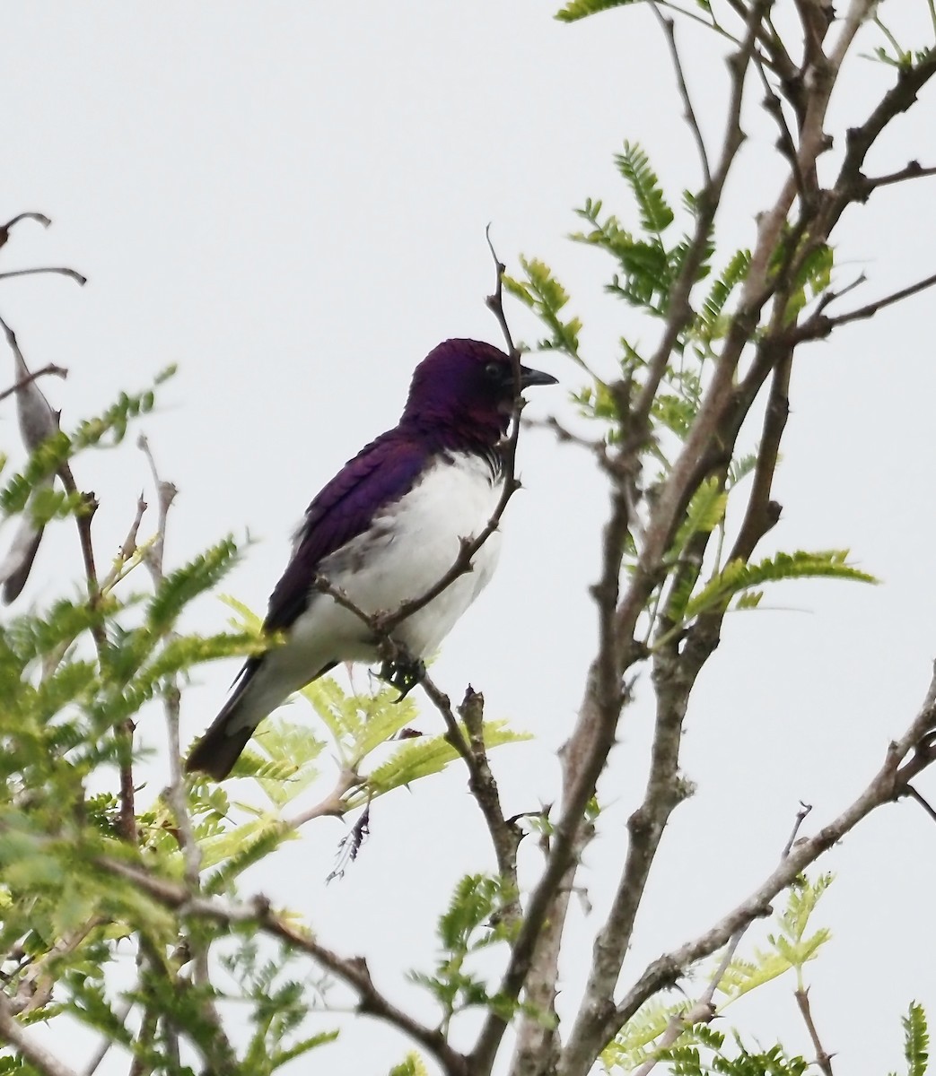 Violet-backed Starling - ML633118925