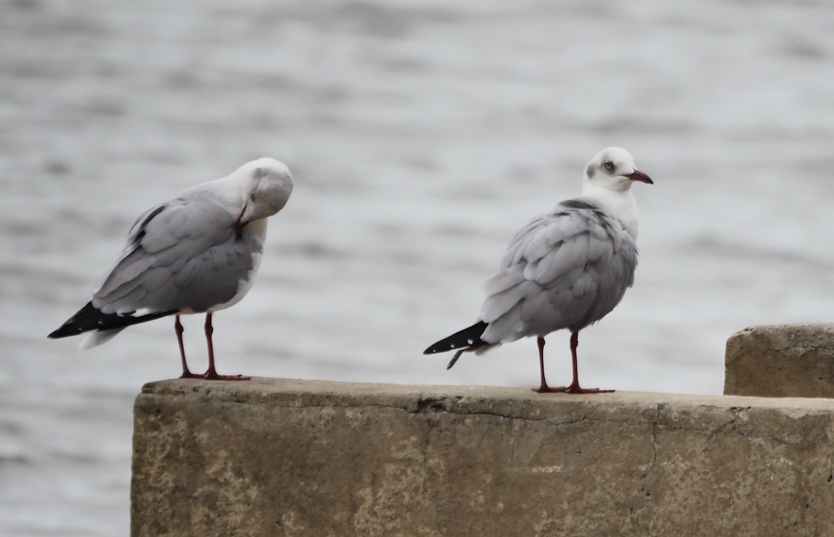 Gray-hooded Gull - ML633118927