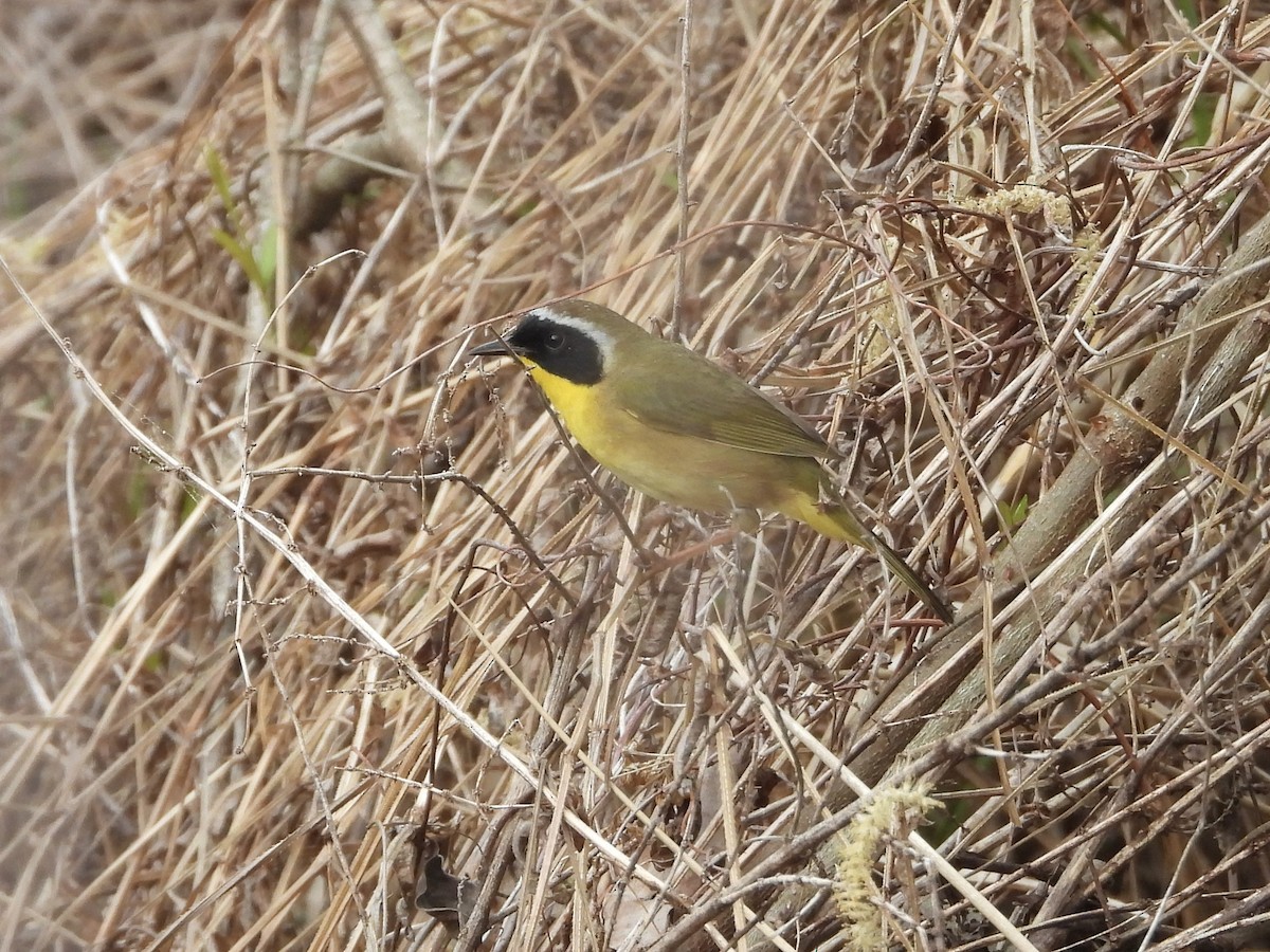 Common Yellowthroat - ML633118929