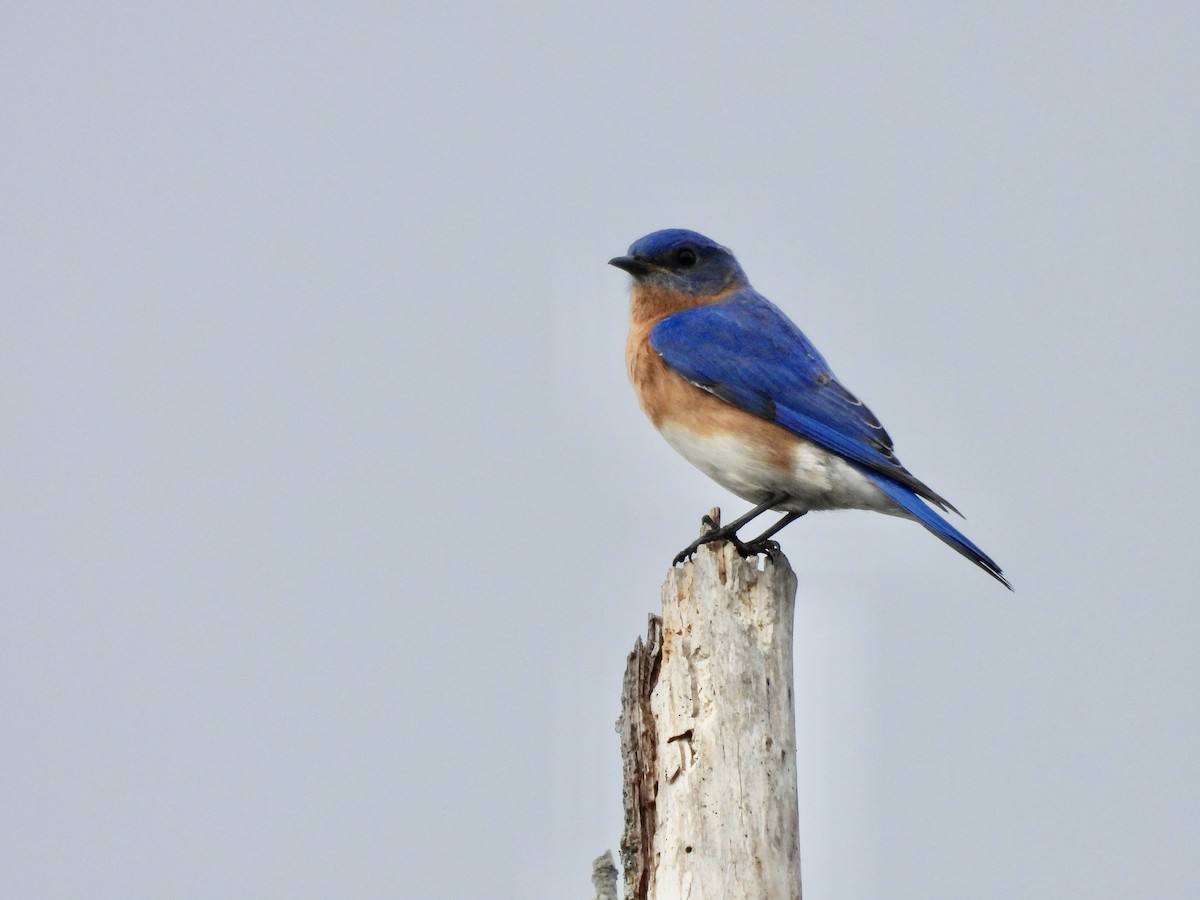 Eastern Bluebird - ML633118955