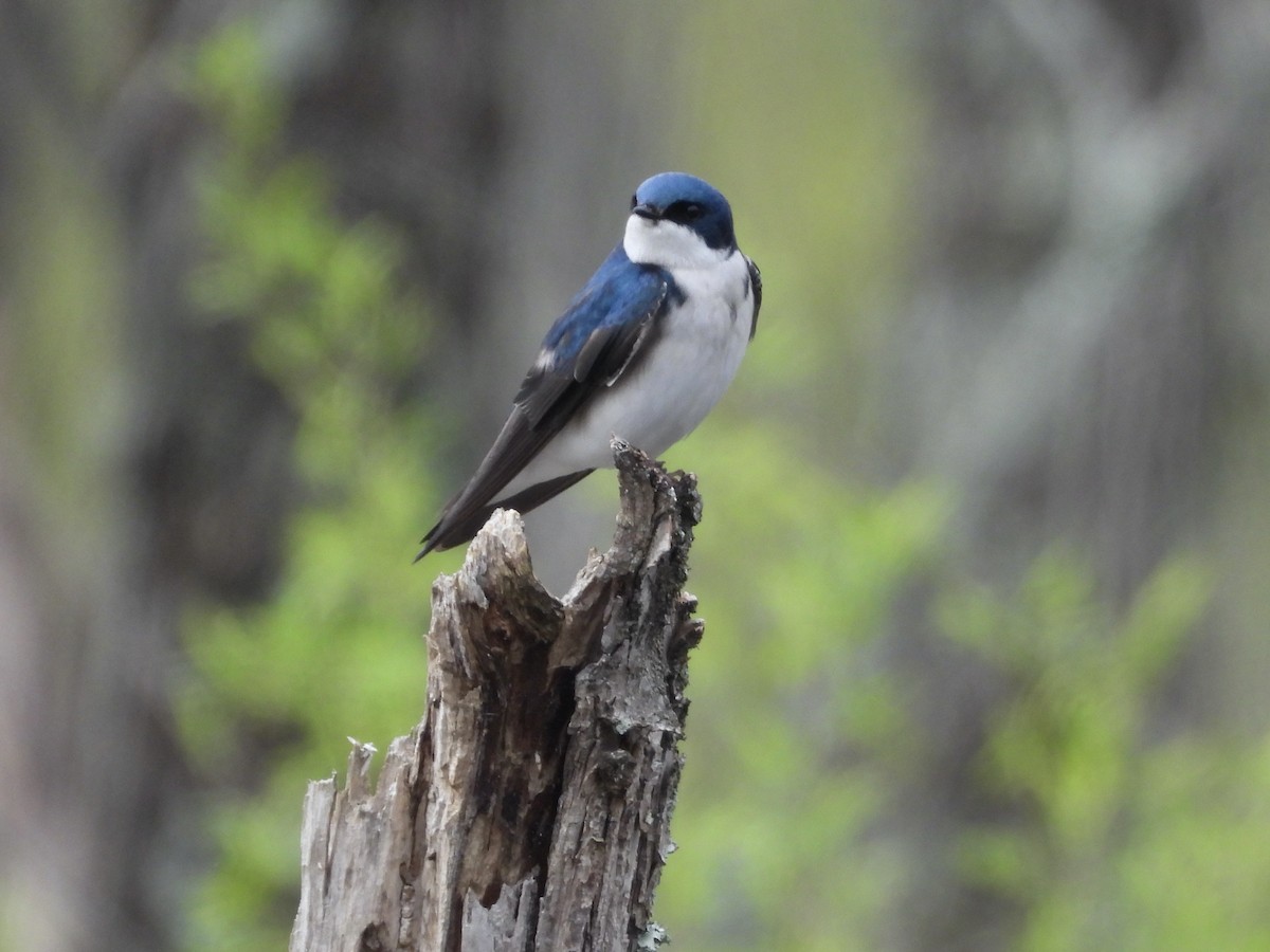 Tree Swallow - ML633119033