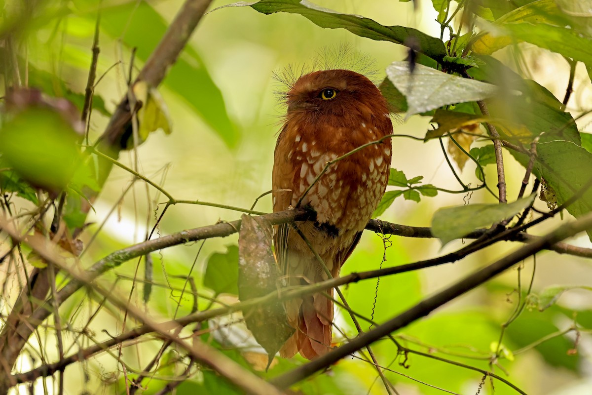 Sumatran Frogmouth - ML633119087