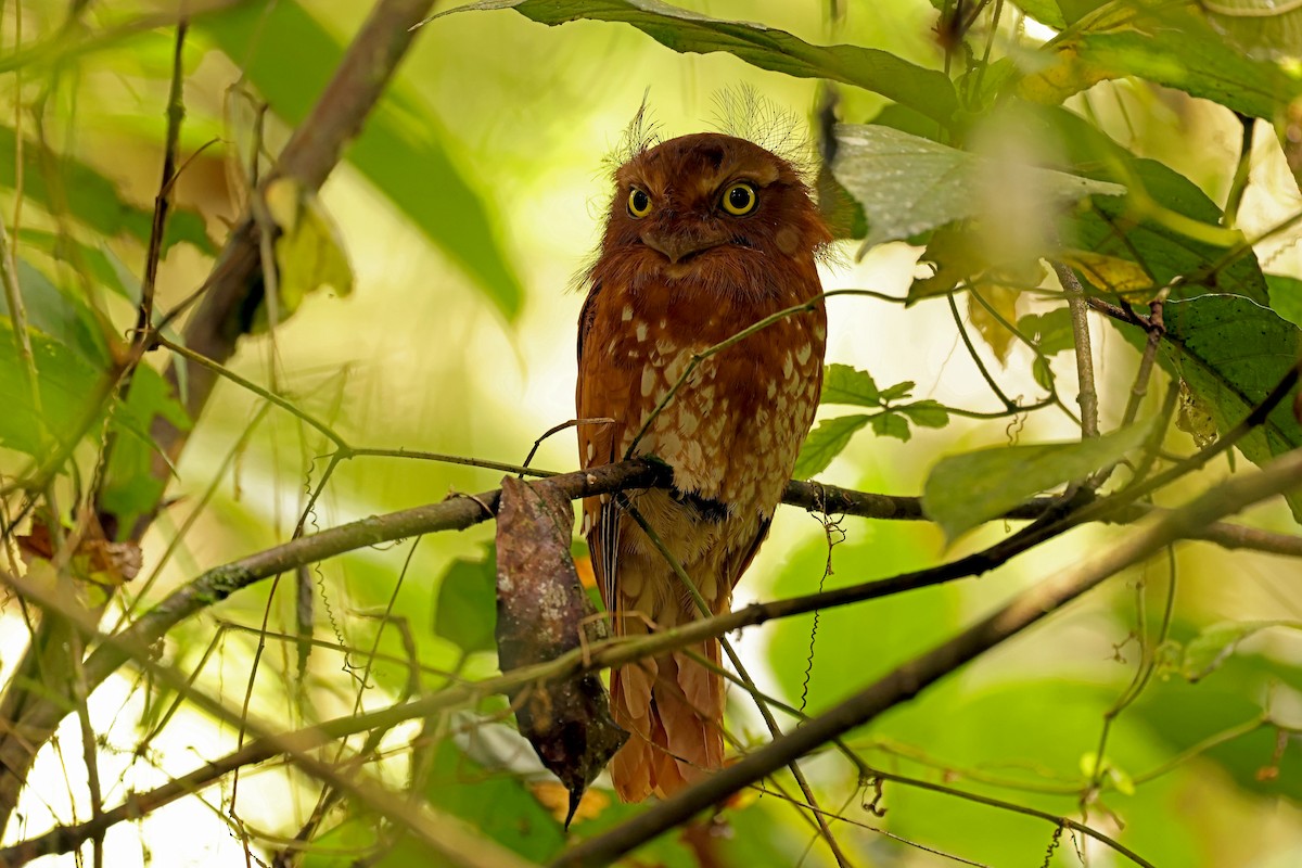 Sumatran Frogmouth - ML633119089