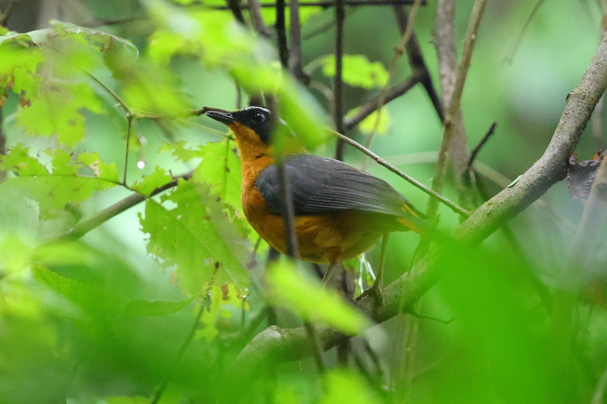 Rüppell's Robin-Chat - ML633119091