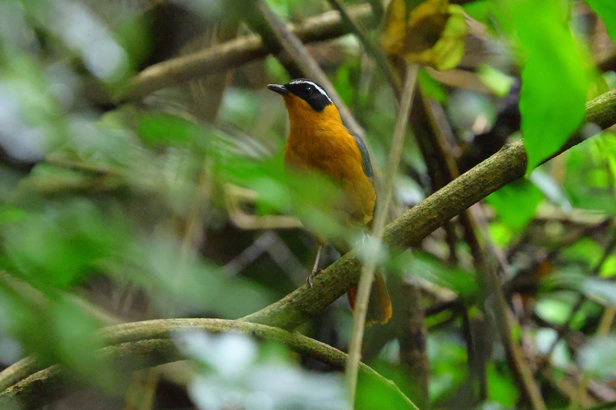Rüppell's Robin-Chat - ML633119092