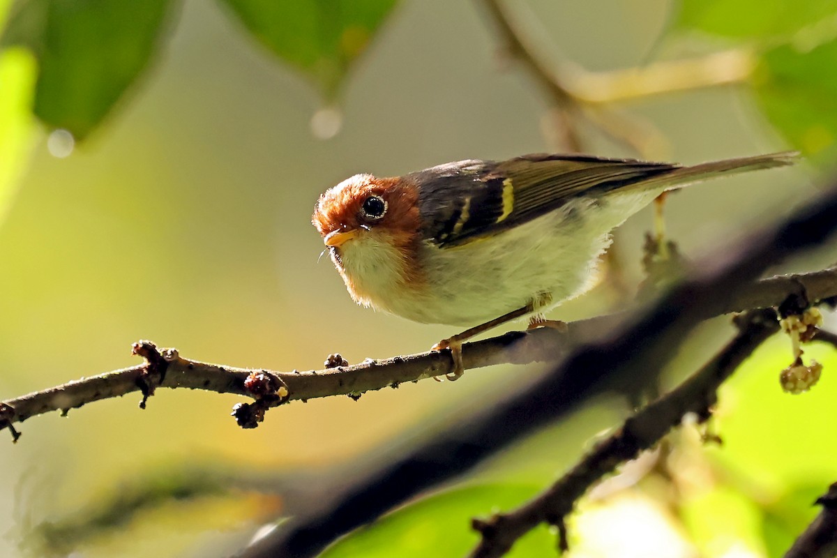 Sunda Warbler (Sumatran) - ML633119110