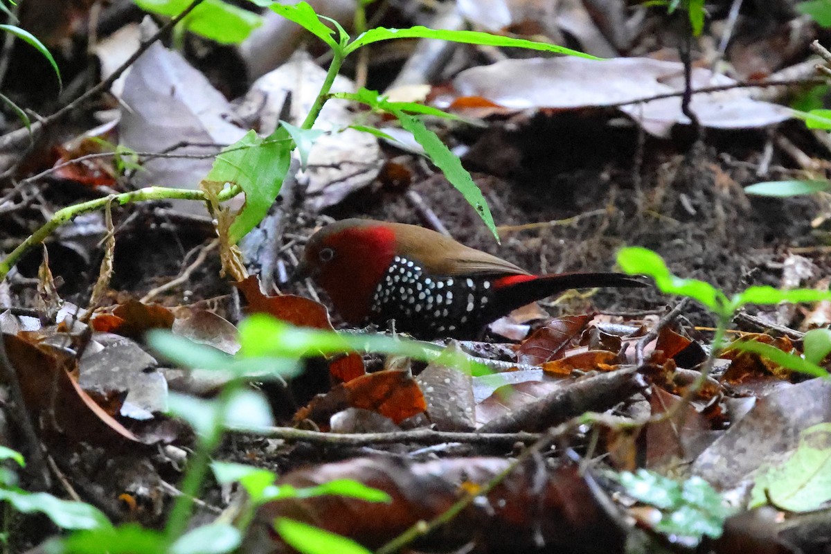 Red-throated Twinspot - ML633119113