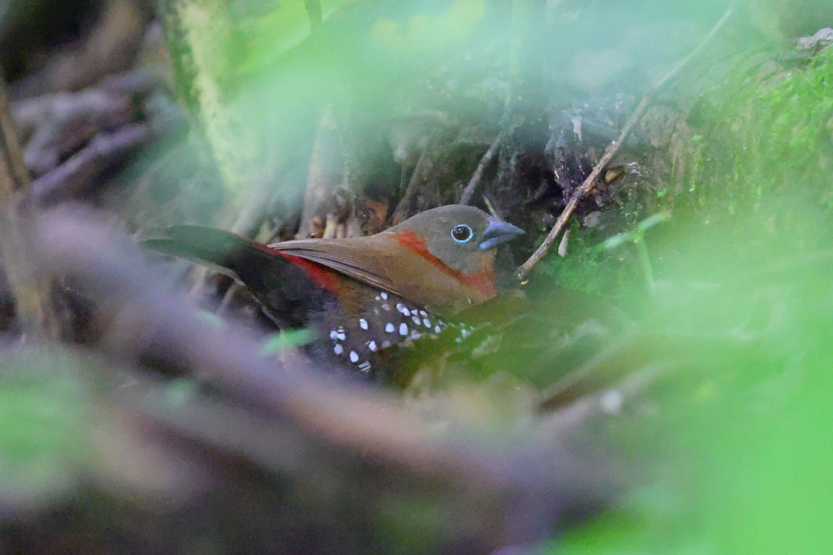 Red-throated Twinspot - ML633119115