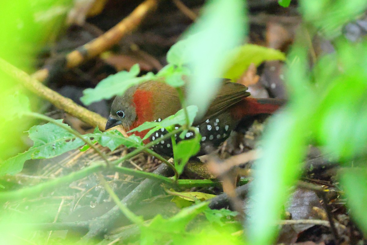Red-throated Twinspot - ML633119116