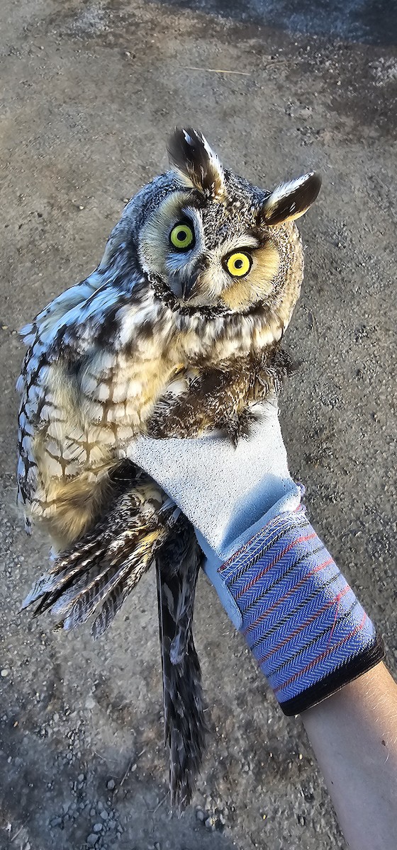 Long-eared Owl - ML633119136
