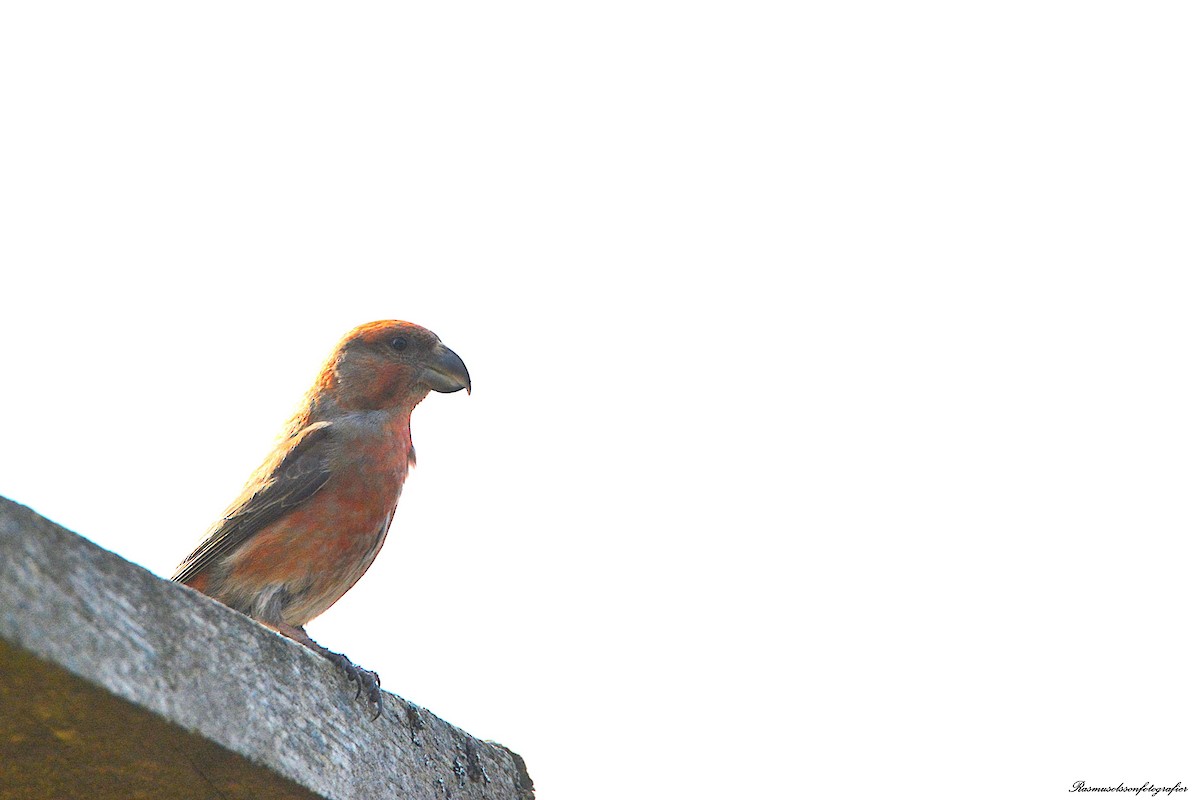 Parrot Crossbill - ML633119302