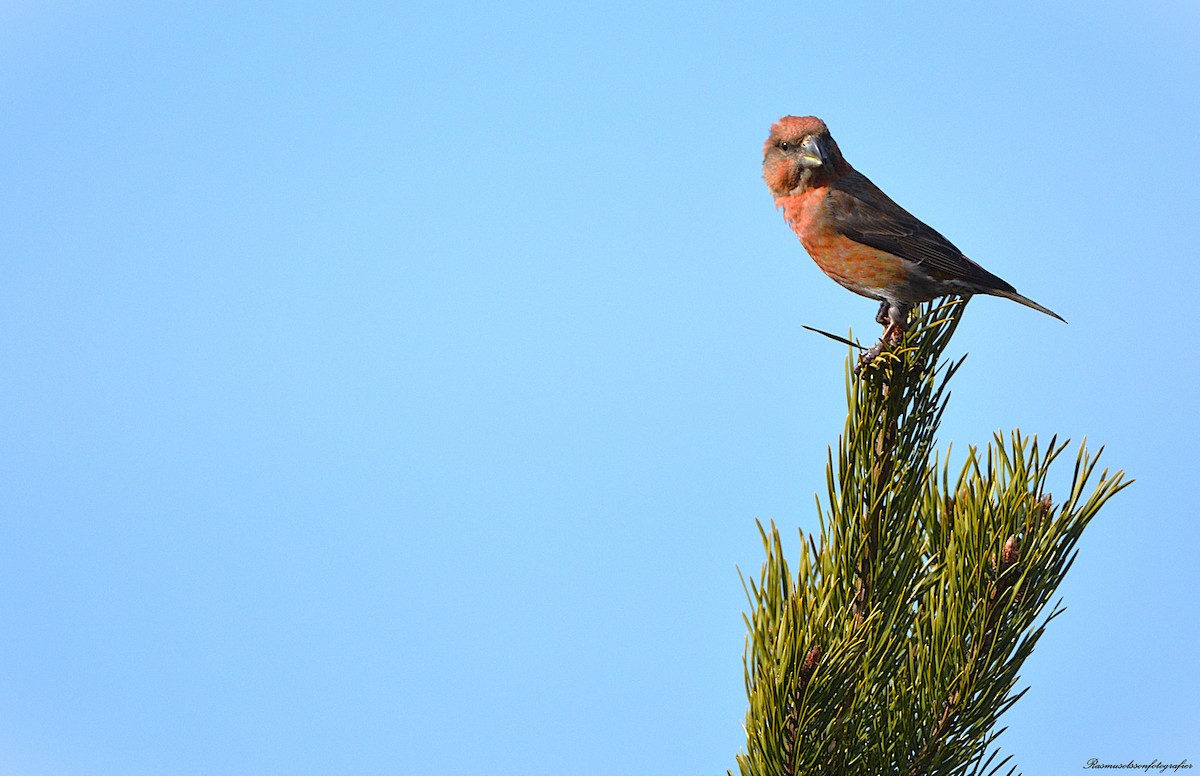 Parrot Crossbill - ML633119305