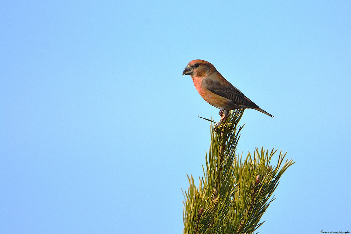 Parrot Crossbill - ML633119307