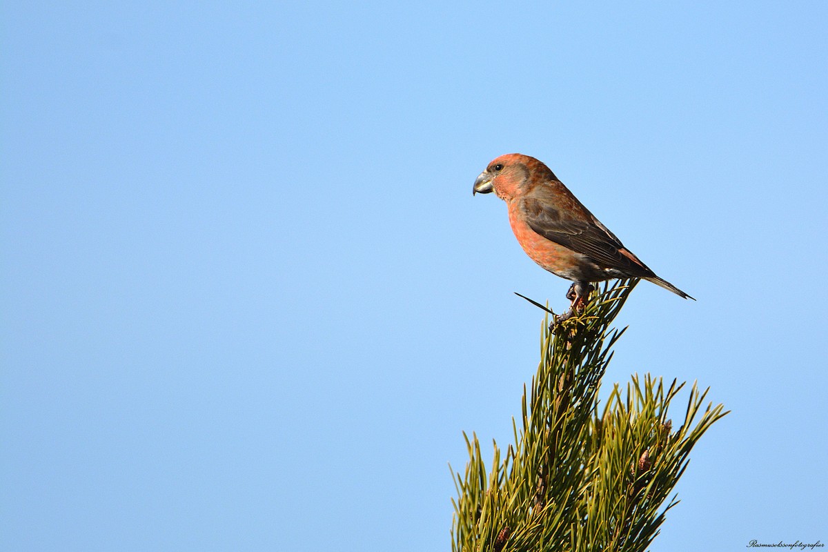 Parrot Crossbill - ML633119311