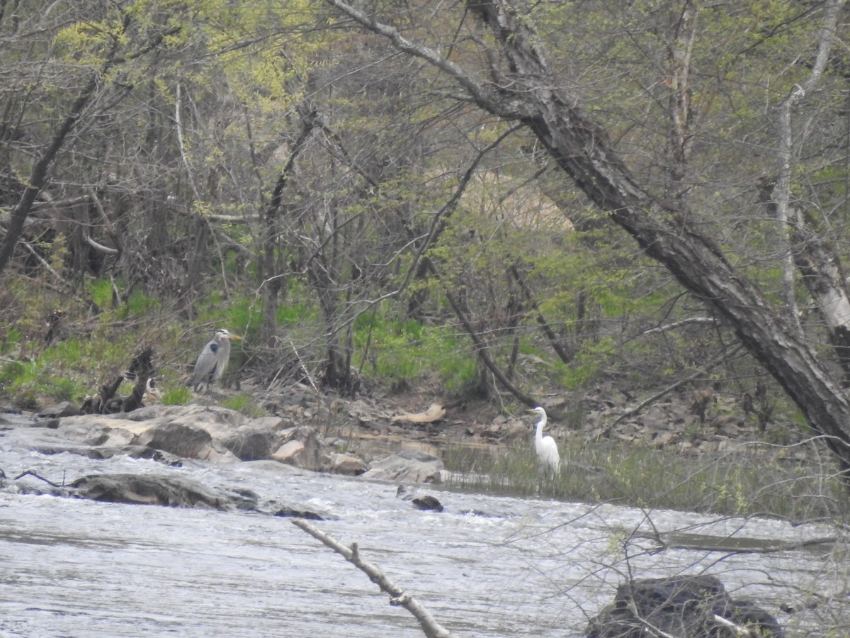 Great Egret - ML633119314
