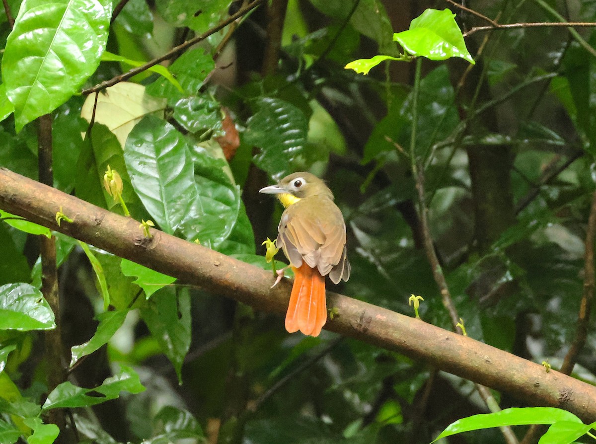 Red-tailed Bristlebill - ML633119367