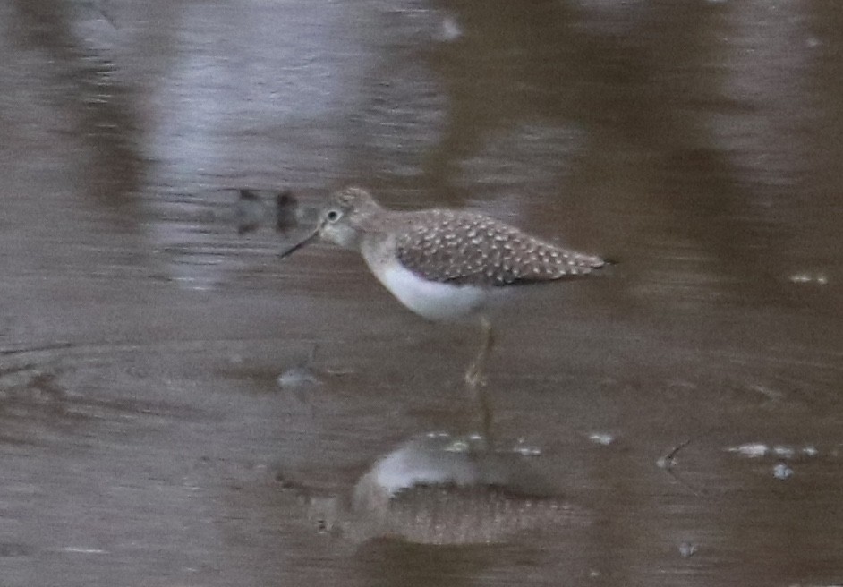 ביצנית בודדת - ML633119370