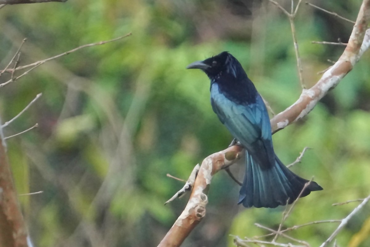 Hair-crested Drongo (Hair-crested) - ML633119374