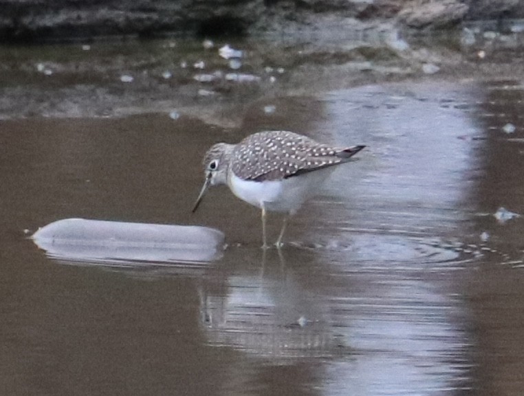 ביצנית בודדת - ML633119378