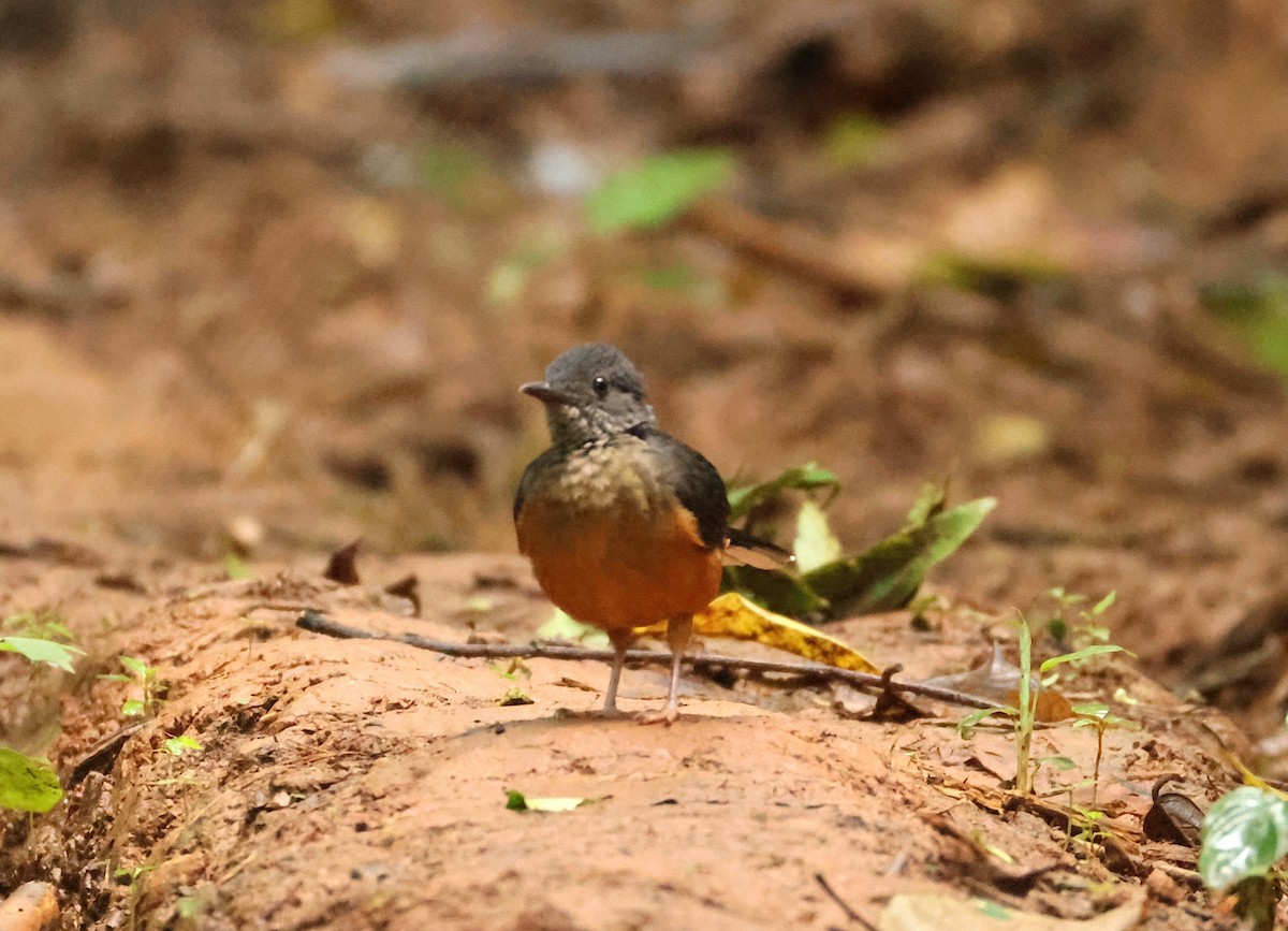 White-tailed Ant-Thrush - ML633119427