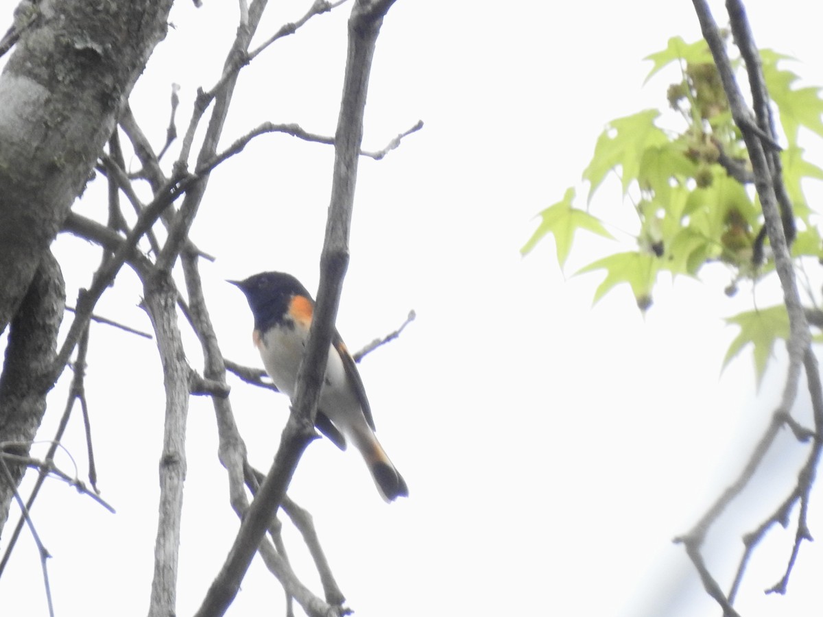 American Redstart - ML633119429