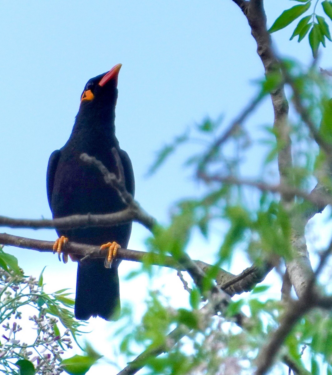 Common Hill Myna (Common) - ML633119431