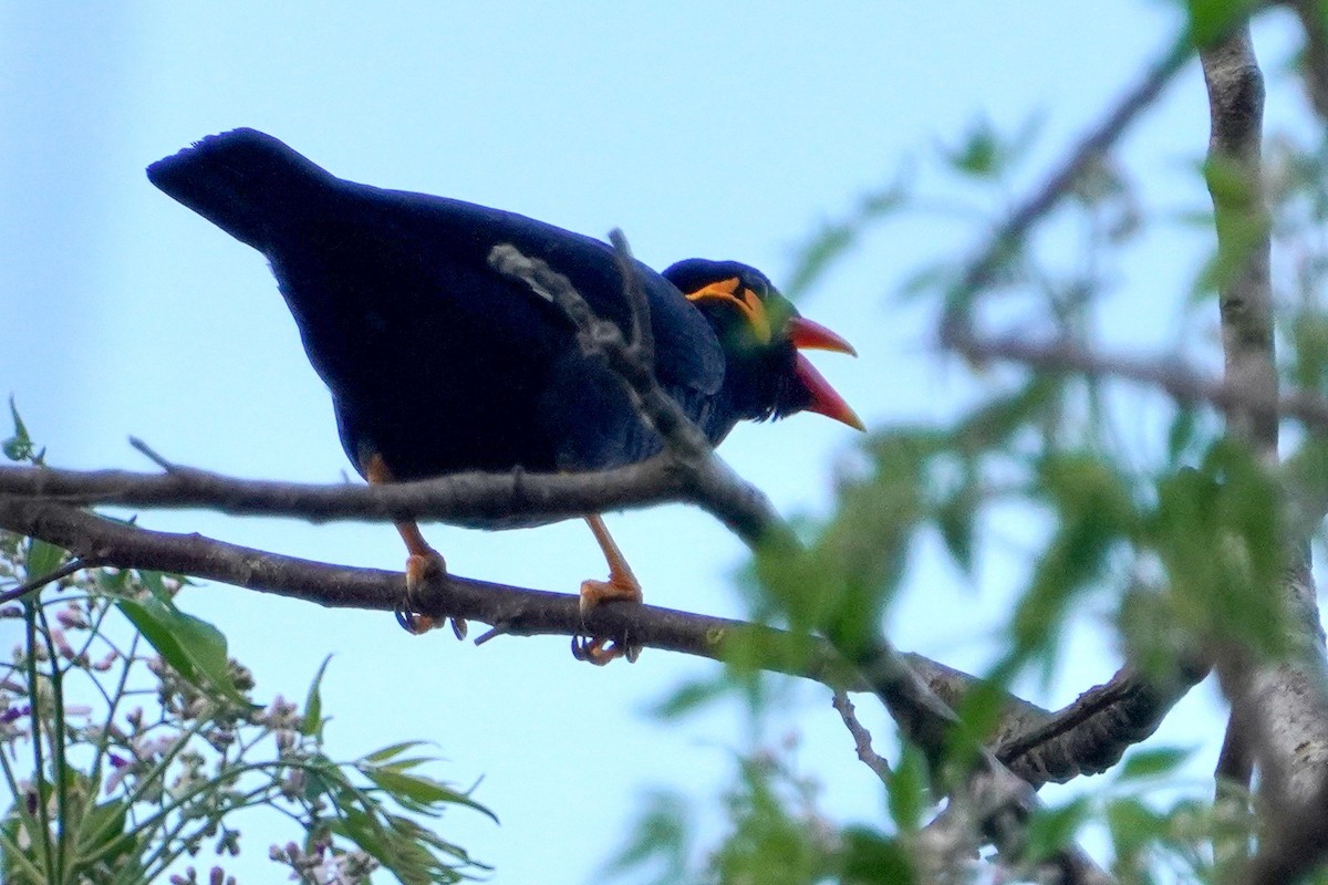Common Hill Myna (Common) - ML633119432