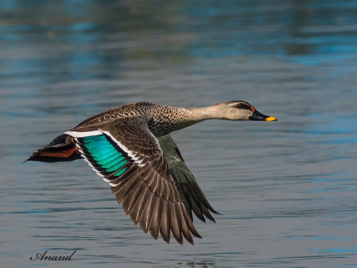 Indian Spot-billed Duck - ML633119484