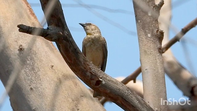 Yellow-throated Sparrow - ML633119523
