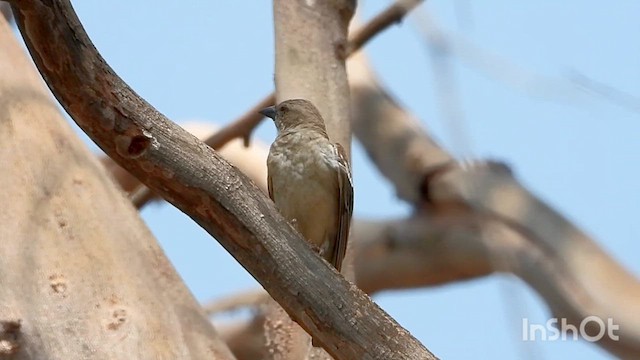 Yellow-throated Sparrow - ML633119524