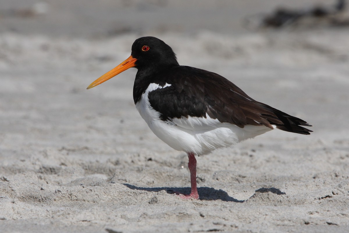 Eurasian Oystercatcher - Christoph Moning