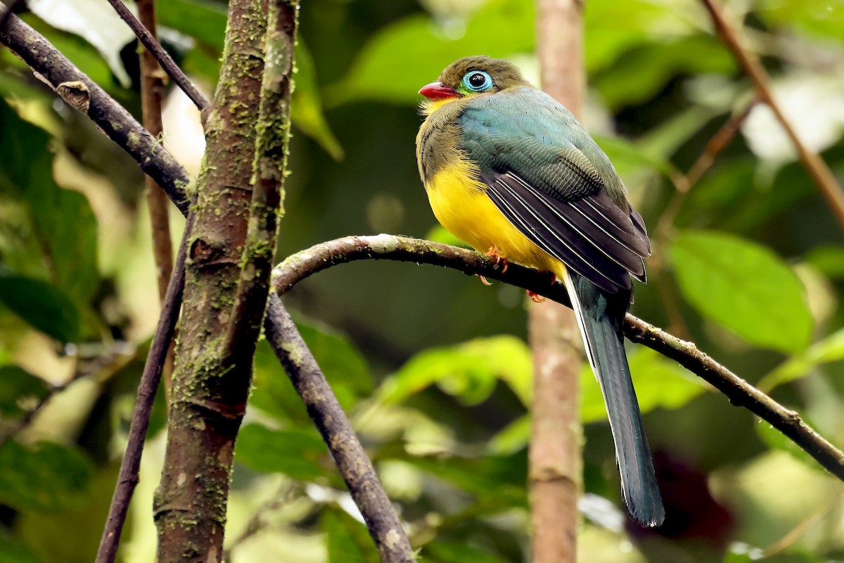 Sumatran Trogon - ML633119614