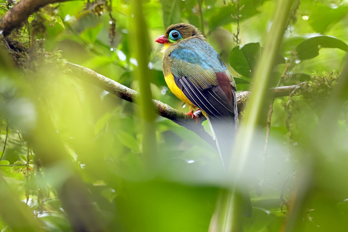 Sumatran Trogon - ML633119615