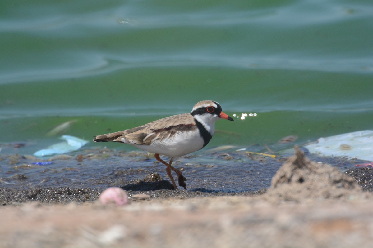 Black-fronted Dotterel - ML633119721