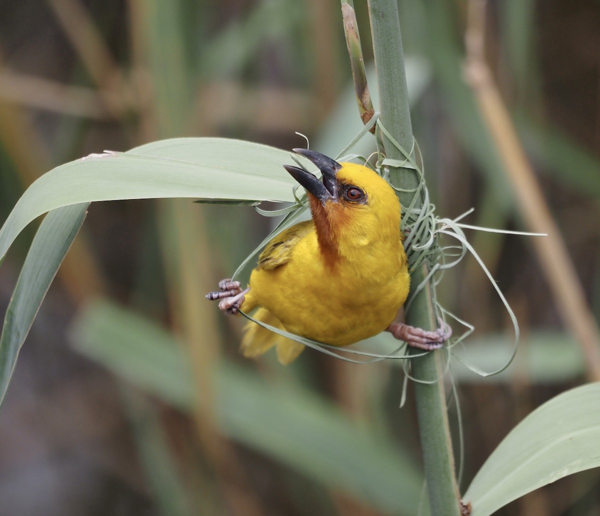 Southern Brown-throated Weaver - ML633119748