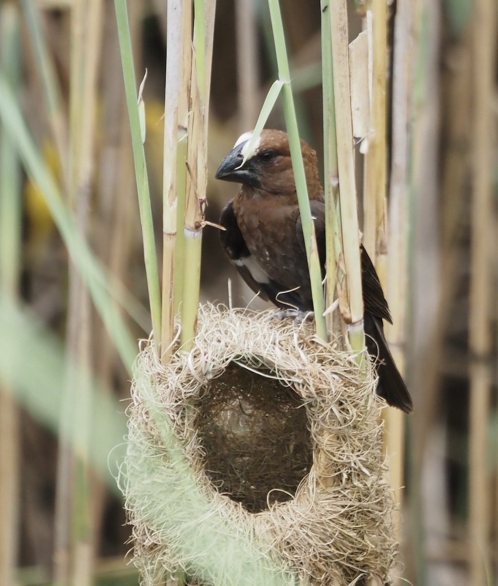 Grosbeak Weaver - ML633119759