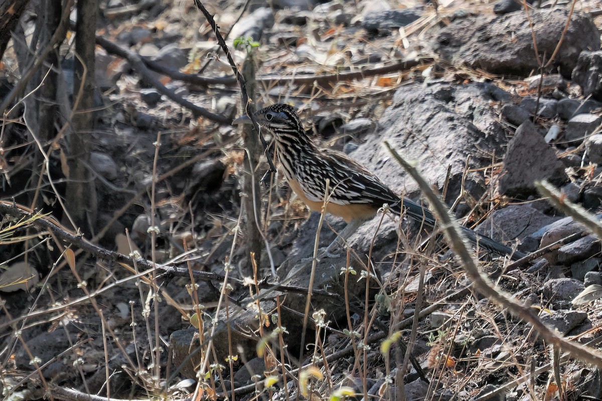 Lesser Roadrunner - ML633119773
