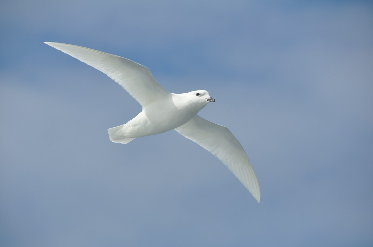 Snow Petrel - ML633119774
