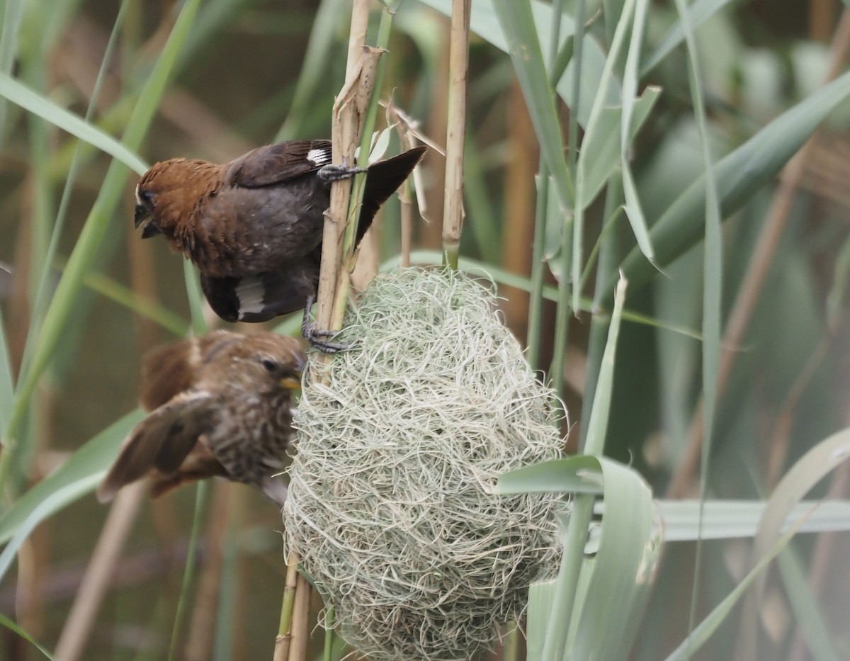 Grosbeak Weaver - ML633119776