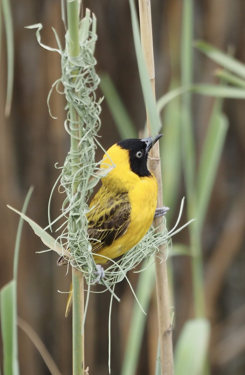 Lesser Masked-Weaver - ML633119779