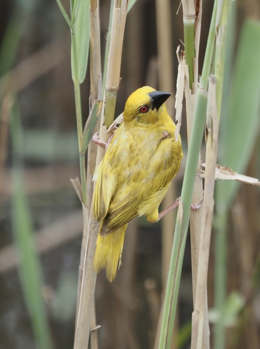 Village Weaver - ML633119790