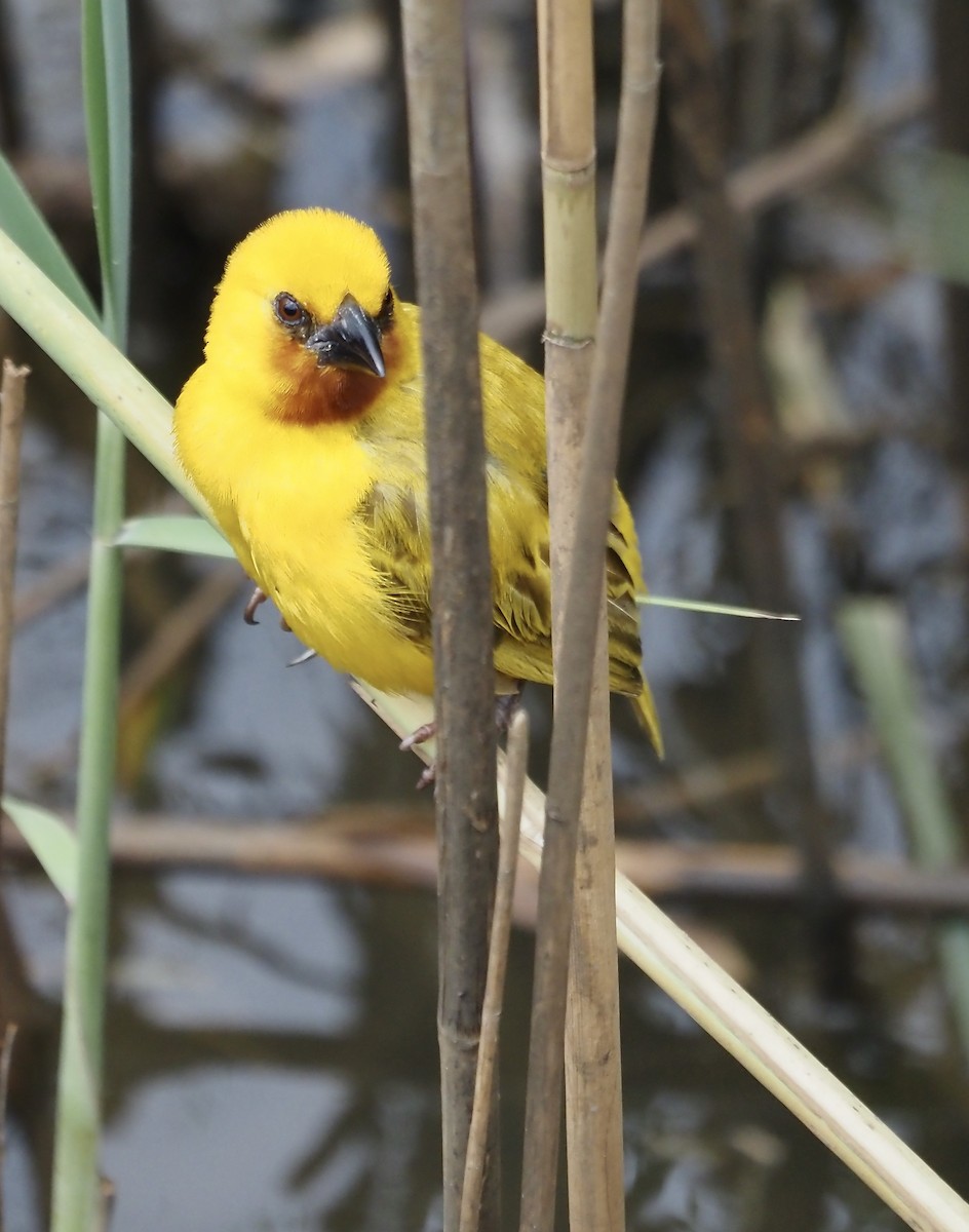 Southern Brown-throated Weaver - ML633119802