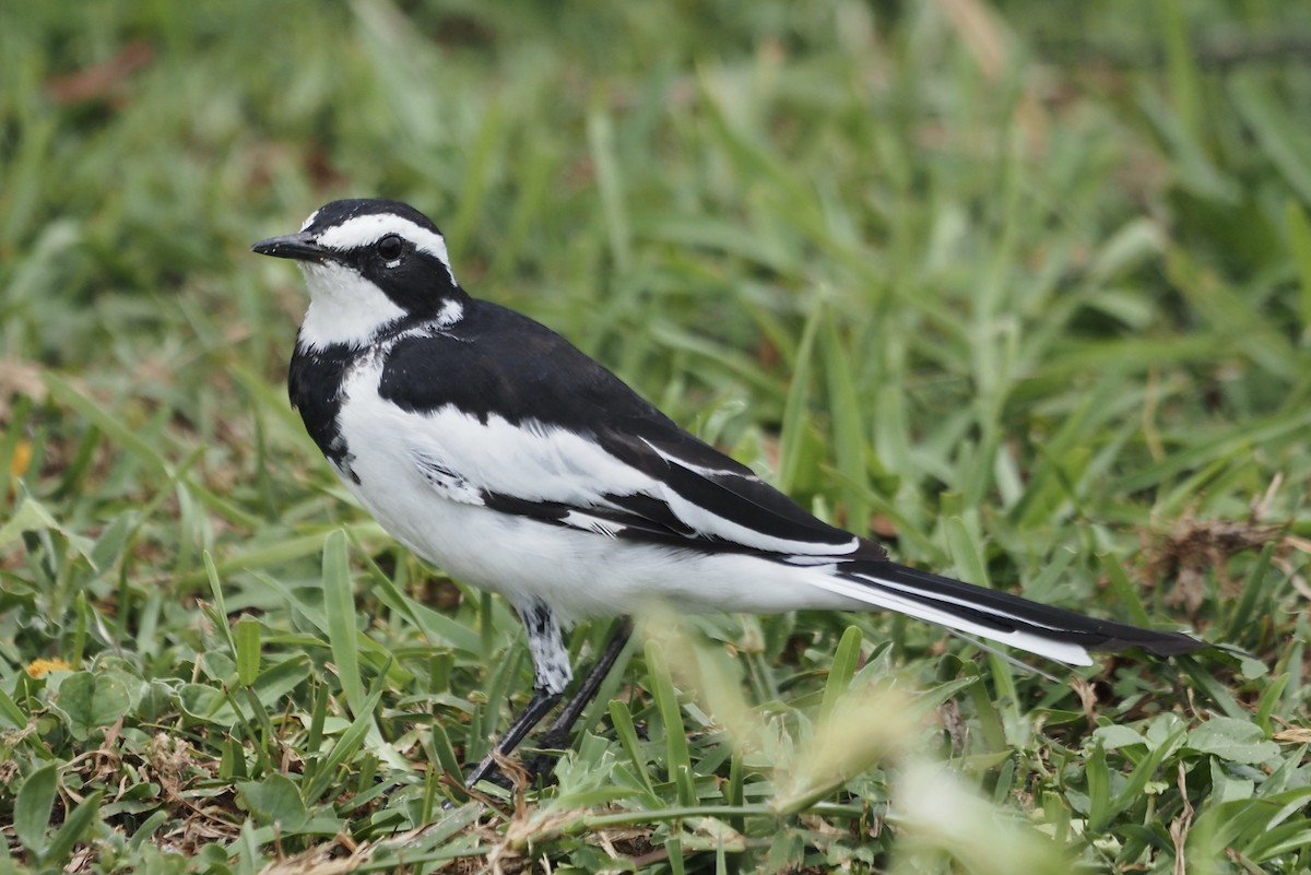 African Pied Wagtail - ML633119863